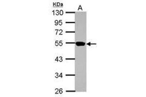 Image no. 1 for anti-Zinc Finger Protein 597 (ZNF597) (AA 174-415) antibody (ABIN1501851) (ZNF597 抗体  (AA 174-415))