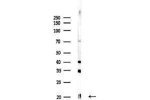 anti-Casein alpha S1 (CSN1S1) (N-Term) antibody