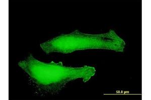Immunofluorescence of purified MaxPab antibody to MTPN on HeLa cell. (MTPN 抗体  (AA 1-118))