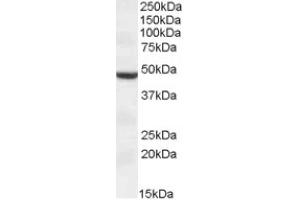 Image no. 1 for anti-Transmembrane Protease, serine 4 (TMPRSS4) (AA 245-257), (Internal Region) antibody (ABIN375124) (TMPRSS4 抗体  (Internal Region))
