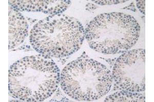 IHC-P analysis of Mouse Testis Tissue, with DAB staining. (GNRH1 抗体  (AA 22-90))