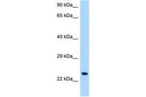 Image no. 1 for anti-Osteoclast Associated Receptor (OSCAR) (C-Term) antibody (ABIN6748008) (OSCAR 抗体  (C-Term))