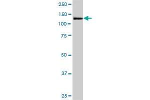 Western Blotting (WB) image for anti-MORC Family CW-Type Zinc Finger 3 (MORC3) (AA 1-939) antibody (ABIN525221)