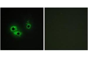 Immunofluorescence analysis of COS7 cells, using AGR3 Antibody. (AGR3 抗体  (AA 1-50))