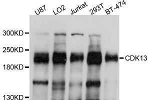 Western blot analysis of extracts of various cell lines, using CDK13 antibody (ABIN5997418) at 1/1000 dilution. (CDK13 抗体)