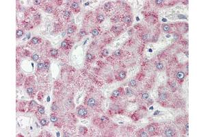 Image no. 1 for anti-Peroxisomal Trans-2-Enoyl-CoA Reductase (PECR) (AA 241-302) antibody (ABIN467560) (PECR 抗体  (AA 241-302))