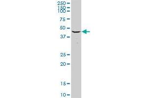 MRPS27 MaxPab rabbit polyclonal antibody. (MRPS27 抗体  (AA 1-168))