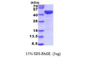 SDS-PAGE (SDS) image for Low Density Lipoprotein Receptor-Related Protein Associated Protein 1 (LRPAP1) (AA 29-360) protein (His tag) (ABIN5854296) (LRPAP1 Protein (AA 29-360) (His tag))