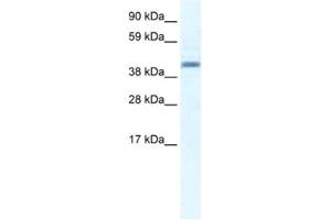 Western Blotting (WB) image for anti-Annexin A7 (ANXA7) antibody (ABIN2461376) (Annexin VII 抗体)