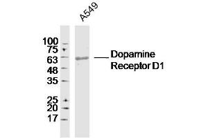 A549 lysates probed with Dopamine Receptor D1 Polyclonal Antibody, Unconjugated  at 1:300 dilution and 4˚C overnight incubation. (Dopamine Receptor d1 抗体  (AA 11-100))