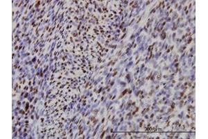 Image no. 1 for anti-Interferon Regulatory Factor 2 (IRF2) (AA 216-316) antibody (ABIN598766) (IRF2 抗体  (AA 216-316))