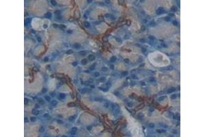 Used in DAB staining on fromalin fixed paraffin- embedded pancreas tissue (Nicastrin 抗体  (AA 35-534))