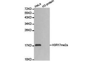 Western blot analysis of extracts of HeLa cell line and H3 protein expressed in E. (Histone 3 抗体  (H3R17me2a))