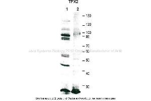 Application: Western blotting  Species + Tissue/Cell type: HeLa cell extract 20000 cells/lane, Xenopus laevis egg extract 0. (TPX2 抗体  (C-Term))