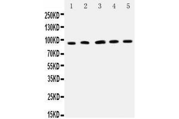 ICAM1 抗体  (AA 198-537)