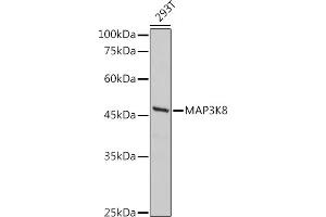 Western blot analysis of extracts of 293T cells, using MK8 antibody (ABIN7268661) at 1:500 dilution. (MAP3K8 抗体  (AA 1-100))