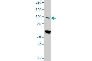 EIF4G2 monoclonal antibody (M01), clone 3B5 Western Blot analysis of EIF4G2 expression in Hela S3 NE . (EIF4G2 抗体  (AA 811-889))