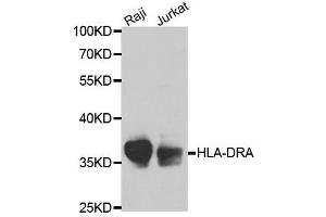 Western blot analysis of extracts of various cell lines, using HLA-DRA antibody. (HLA-DRA 抗体  (AA 26-216))