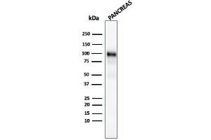 Western Blot Analysis of human Pancreas tissue lysate using GP2 Mouse Monoclonal Antibody (GP2/1805). (GP2 抗体  (AA 35-179))