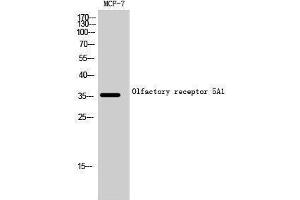 Western Blotting (WB) image for anti-Olfactory Receptor, Family 5, Subfamily A, Member 1 (OR5A1) (C-Term) antibody (ABIN3186143) (OR5A1 抗体  (C-Term))