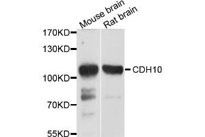 Western blot analysis of extracts of various cell lines, using CDH10 antibody (ABIN4903221) at 1:1000 dilution. (CDH10 抗体)