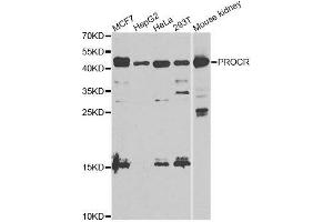 Western blot analysis of extracts of various cell lines, using PROCR antibody. (PROCR 抗体  (AA 18-210))