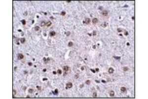 Immunohistochemistry of LRFN4 in mouse brain tissue with this product at 2. (LRFN4 抗体  (C-Term))