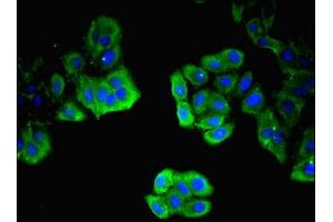 Immunofluorescent analysis of HepG2 cells using ABIN7156381 at dilution of 1:100 and Alexa Fluor 488-congugated AffiniPure Goat Anti-Rabbit IgG(H+L) (ITM2A 抗体  (AA 79-263))