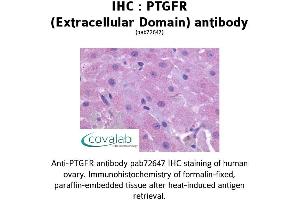 Image no. 1 for anti-Prostaglandin F Receptor (FP) (PTGFR) (2nd Extracellular Domain) antibody (ABIN1738572) (PTGFR 抗体  (2nd Extracellular Domain))