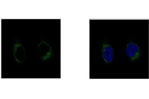 ICC/IF Image GCP2 antibody [N1N2], N-term detects TUBGCP2 protein at centrosome by confocal immunofluorescent analysis. (TUBGCP2 抗体  (N-Term))