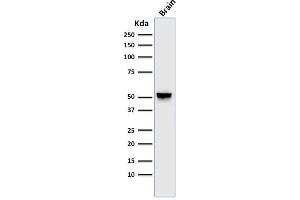 Western Blot Analysis of human brain tissue lysate using GFAP Mouse Monoclonal Antibody (GA-5). (GFAP 抗体)