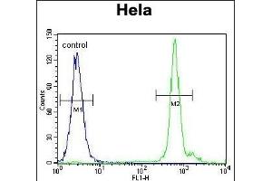EMG1 Antibody (Center) (ABIN655081 and ABIN2844713) flow cytometric analysis of Hela cells (right histogram) compared to a negative control cell (left histogram).
