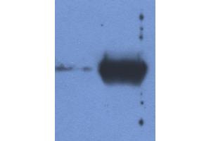 Detection of IgG light chain in reduced samples of Fetal Calf Serum (left lane) and Bovine Serum (right lane) by antibody IVA285-1.