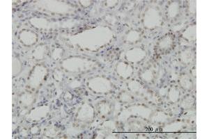 Immunoperoxidase of monoclonal antibody to CDKL1 on formalin-fixed paraffin-embedded human kidney. (CDKL1 抗体  (AA 259-358))