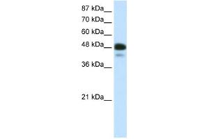 WB Suggested Anti-NEUROD2 Antibody Titration:  0. (NEUROD2 抗体  (N-Term))