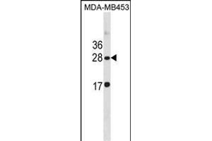 CLDN14 Antibody (C-term) (ABIN1881208 and ABIN2838931) western blot analysis in MDA-M cell line lysates (35 μg/lane). (CLDN14 抗体  (C-Term))