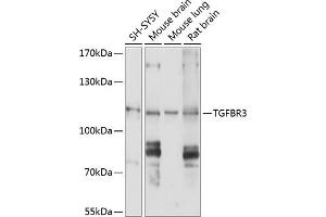 Western blot analysis of extracts of various cell lines, using TGFBR3 antibody (ABIN1683014, ABIN5663727, ABIN5663729 and ABIN6213905) at 1:1000 dilution.