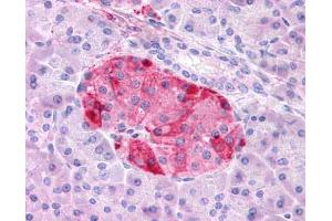 Anti-GIPR antibody IHC of human pancreas. (GIPR 抗体  (N-Term))
