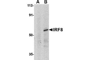 Western Blotting (WB) image for anti-Interferon Regulatory Factor 8 (IRF8) (C-Term) antibody (ABIN1030453) (IRF8 抗体  (C-Term))