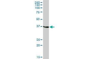 GAPDH MaxPab rabbit polyclonal antibody. (GAPDH 抗体  (AA 1-335))