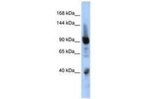 Image no. 1 for anti-Zinc Finger Protein 507 (ZNF507) (AA 575-624) antibody (ABIN6740447) (ZNF507 抗体  (AA 575-624))