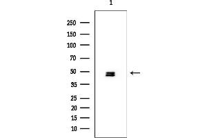 Western blot analysis of lysates from Rat testis, using PSMC3 Mouse Monoclonal Antibody at 1/1000 dilution.