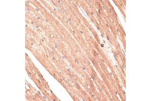 Immunohistochemistry of paraffin-embedded mouse heart using KTN1 antibody.