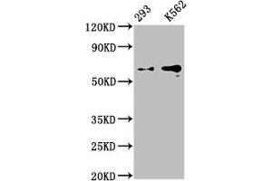 Western Blot Positive WB detected in: 293 whole cell lysate, K562 whole cell lysate All lanes: GPC3 antibody at 0. (Recombinant Glypican 3 抗体)