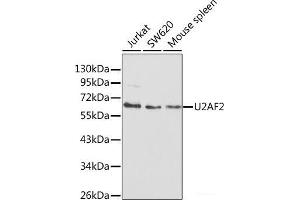 Western blot analysis of extracts of various cell lines using U2AF2 Polyclonal Antibody at dilution of 1:1000. (U2AF2 抗体)