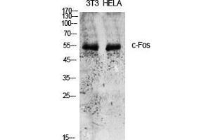 Western Blot (WB) analysis of specific cells using c-Fos Polyclonal Antibody. (c-FOS 抗体  (Ser389))