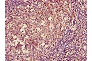 Immunohistochemistry of paraffin-embedded human tonsil tissue using ABIN7155590 at dilution of 1:100 (HLA-DQA1 抗体  (AA 24-213) (Biotin))