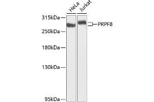 Western blot analysis of extracts of various cell lines using PRPF8 Polyclonal Antibody at dilution of 1:1000. (PRPF8 抗体)