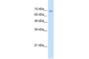 WB Suggested Anti-TM9SF1 Antibody Titration:  1. (TM9SF1 抗体  (N-Term))