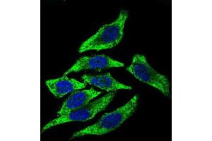 Immunocytochemistry (ICC) image for anti-Dynactin 4 (DCTN4) (AA 57-298) antibody (ABIN1843394) (Dynactin 4 抗体  (AA 57-298))